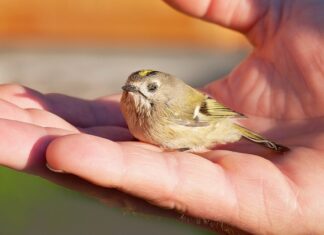 Jak wzmocnić osłabiony organizm po chorobie?