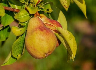 Czy nakładać odżywkę przed myciem włosów?