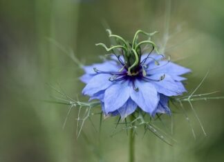 Czy olej z czarnuszki można stosować na twarz?