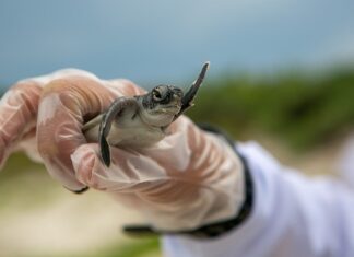 Jak długo trwa odbudowa flory bakteryjnej jelit?